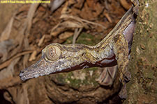 leaf-tailed gecko